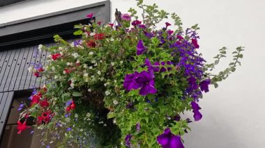 Renkli çiçekler beyaz bir duvarda çiçek açar.