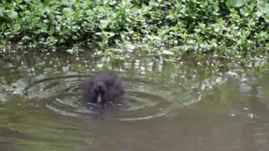 Bir ördek yavrusu yüzer ve göleti keşfeder.