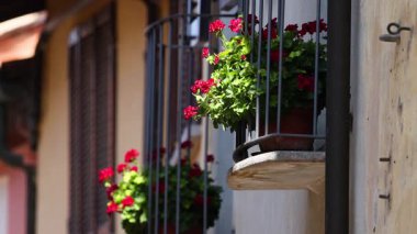 Cuneo 'da güneşli bir balkonda saksılar.