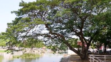 Bereketli ağaçlarla dolu sakin bir nehir kenarı sahnesi