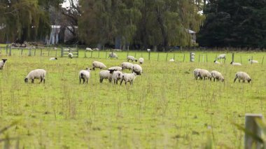 Clun Ormanı koyunları Yeni Zelanda 'daki Tekapo Gölü' nün yemyeşil bir tarlasında huzur içinde otlar. Doğal ışıklandırma huzurlu kırsal manzarayı güçlendirir.