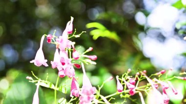 Güneşli bir bahçede pembe Strobilanthes çiçekleriyle doğal tozlaşma gösteren bir arı yaklaşıyor ve etkileşime giriyor.