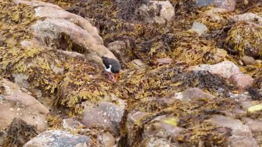Yosun kaplı kayaların arasında yiyecek arayan kuş.