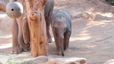 Yavru fil ağaç ve suyun yanında yürüyor