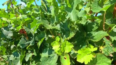 Berrak mavi gökyüzünün altında yemyeşil üzüm bağları