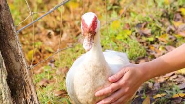 Güneşli, yapraklı bir çiftlik ortamında bir insan ördeği nazikçe tutar. Doğal ışıklandırma huzur ve şefkatli atmosferi arttırır.
