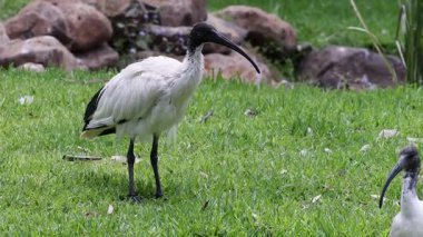 Çimen tarlasında birbiriyle etkileşen iki Ibis kuşu.