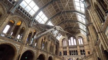 Ziyaretçiler mavi balina iskeleti sergisine hayran.