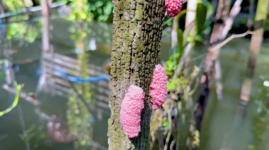 Su kanalının yanındaki ağaçta pembe yumurtalar.