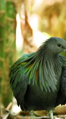 Nicobar güvercini Chonburi, Tayland hayvanat bahçesinde görüldü.