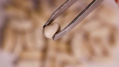 Cımbızla yakın çekim sekansı bulanık bir arka plana karşı böbrek çekirdeğini manipüle ediyor, hassasiyeti vurguluyor ve odaklanıyor.