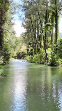 Sakin bir dere yemyeşil bir ormanın içinden akar. Gün ışığında hafif kamera hareketiyle yakalanır.