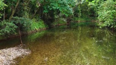 Port Douglas, Queensland 'daki yemyeşil ve sakin suların sergilendiği yemyeşil bir yağmur ormanı manzarası.