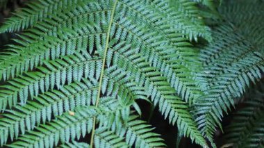 Ormandaki eğreltiotu yapraklarına yakın çekim