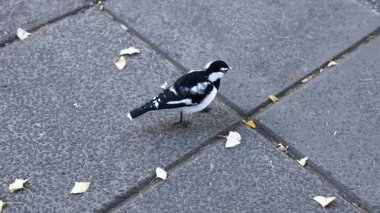 Asfaltlı bir sokakta yürüyen saksağan bir tarlakuşu