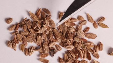 Tohumların laboratuvar ortamında neşterle incelendiği yakın çekim videosu, doku ve hassasiyeti vurguluyor.