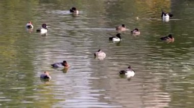 Çok sayıda ördek suyun üzerinde huzur içinde süzülür.