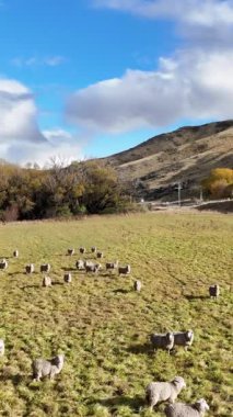 Koyunlar yemyeşil, güneşli bir tarlada dolaşır. Arkasında dağlar, parlak mavi bir gökyüzünün altında.