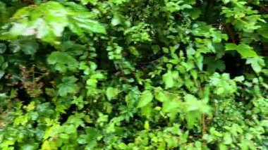 Canlı yeşillikler doğal ortamda yakalanır.