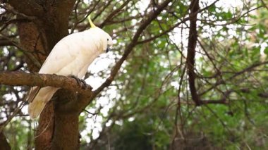 Bir papağan ağaç dalında oturur.