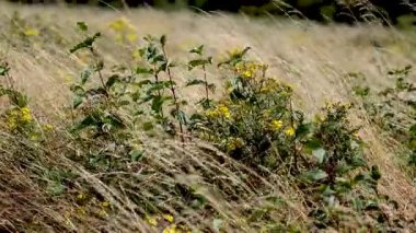 çim ve çiçek rüzgarda sallanan