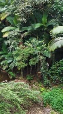 İnsansız hava aracı görüntülerinde canlı yeşil yağmur ormanları ve dingin dere manzaraları görülüyor. Doğal güzellik ve sükunet gösteriliyor.