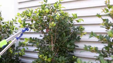 Bir insan, evin duvarına karşı çalıları budamak için budama makası kullanır. Parlak gün ışığı canlı yeşilliği artırır