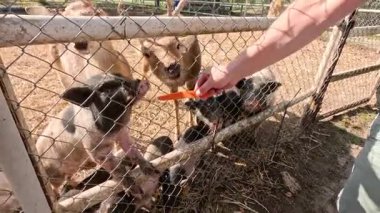 Hayvanlar bir çitin içinden hevesle beslenir.