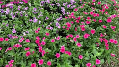 Bahçede açmakta olan çiçeklerin hızlandırılması.