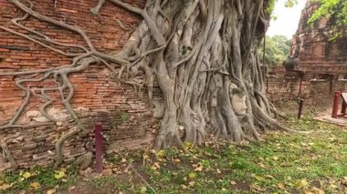Eski tuğla yapının üzerinde büyüyen bir ağacın zaman atlaması