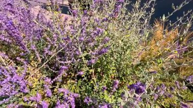 Doğal ortamda renkli çiçekler ve yapraklar.