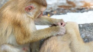 İki maymun, Khao Rang Bakış Alanı 'nda doğal ışık altında sosyal etkileşim gösteren bir taş yüzeyde tımar davranışı sergiliyor.