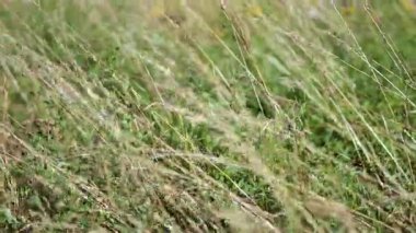 Rüzgarda sallanan çimenler, Batı Sussex, İngiltere