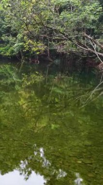 Port Douglas, Queensland 'da sakin bir nehir manzarası, yemyeşil yağmur ormanlarının yansımaları ve sakin suların doğal ışıkta yakalanmasıyla