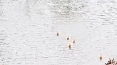 Anne ördek, ördeklerin başını çekiyor suda ve kıyıda