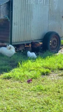 Tavuklar güneşli Byron Körfezi 'ndeki bir kümeste canlı yeşillik ve kırsal bir ortamda doğal davranışlar sergiliyorlar.