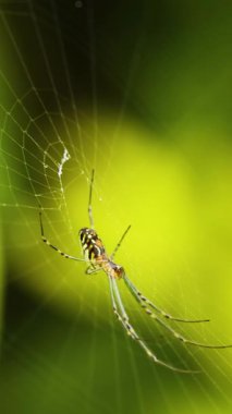 Bir Trichonephila clavata örümceği ağını parlak renkler ve pürüzsüz kamera hareketleriyle yakalanmış, güneşli bir ormanda örüyor.