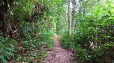 Tayland 'ın Khao Yai bölgesindeki yemyeşil orman yolu.
