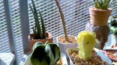 Güneşli bir serada çeşitli kaktüsler sergileniyor.