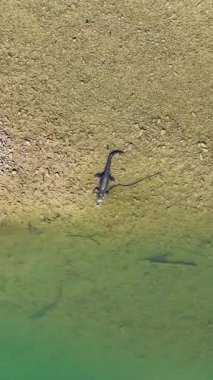 Drone görüntülerinde, Port Douglas, Avustralya 'daki kayalık bir nehir kıyısında güpegündüz tuzlu su timsahı görülüyor.