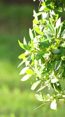 Parlak yeşil yapraklar, bulanık bir arka plana doğru yavaşça sallanarak huzurlu ve huzurlu bir atmosfer yaratırlar.
