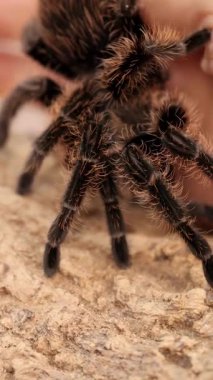 Kıvırcık saçlı bir tarantula, doğal ışık altında kayalık bir arazide hareket eder. Detaylı dokusunu ve hareketini gösterir.