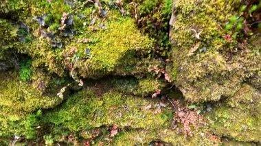 Doğal ortamda kayaları kaplayan yemyeşil yosun.