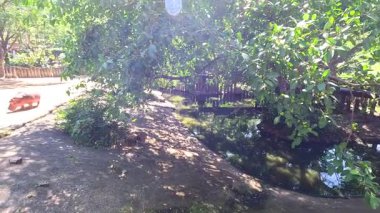 Hippopotamlar yemyeşil ve ziyaretçiler tarafından gözlemlenen Khao Kheow Açık Hayvanat Bahçesi 'ndeki bir göletin yanında güneşlenirler.