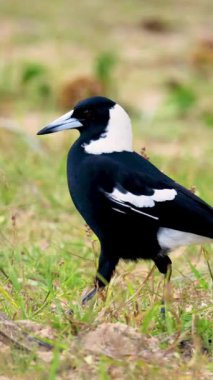 Avustralyalı bir saksağan doğal gün ışığı altında çimenli bir arazide yürür ve kendine özgü siyah beyaz tüylerini sergiler.