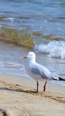 Bir martı kumlu bir sahilde, parlak güneş ışığı altında hafif dalgalarla yürüyor.