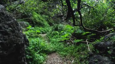 Bereketli orman bitkilerinde manzaralı bir yürüyüş.