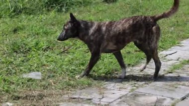 Köpek doğal ortamında tek başına dolaşır..