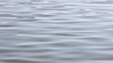 Sakin bir su yüzeyinde hareket eden hafif dalgalar.