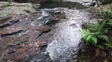 Su bir orman deresinde kayaların üzerinden akıyor.